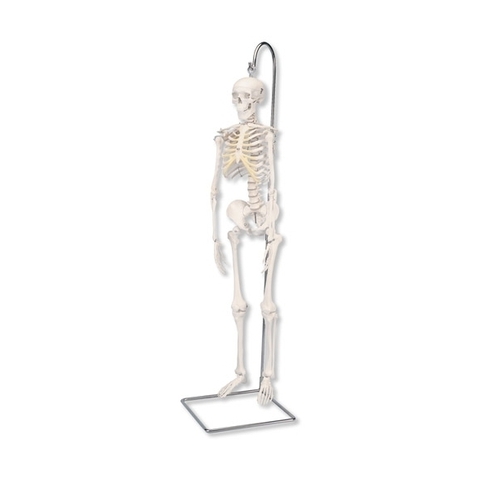 Mini skeleto modelis (anatomiškai detalus, kabantis)