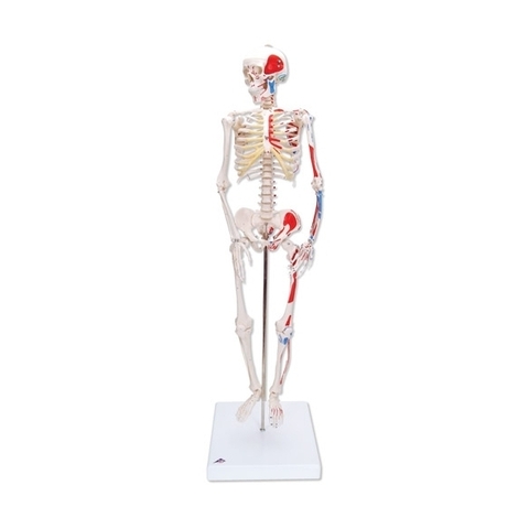 Mini skeleto modelis (pieštais raumenimis; tvirtinimas prie dubens)