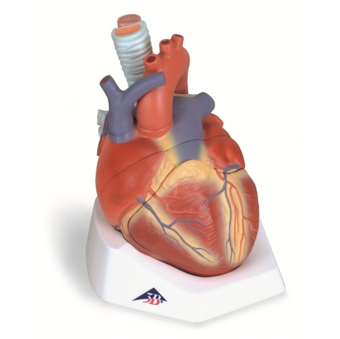 Širdies modelis, 7 dalys