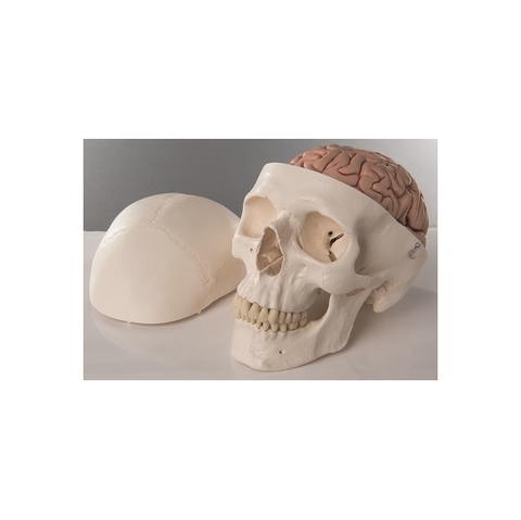 Klasikinis žmogaus kaukolės modelis su smegenimis
