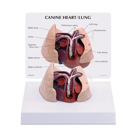 Šuns širdies ir plaučių modelis
