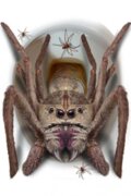 Helovino dekoracija 