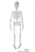Skeletas, 150 cm