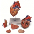 Dvigubo dydžio širdies modelis su stemple ir trachėja, 5 dalys