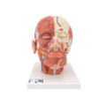 Galvos modelis su raumenimis ir kraujagyslėmis
