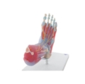 Pėdos skeleto modelis su raiščiais ir raumenimis