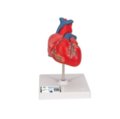 Širdies modelis
