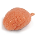 Smegenų modelis iš Biolike 2™ medžiagos