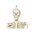Žmogaus skeleto modelis „Stan” (kabantis)