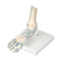 Pėdos skeleto modelis su raiščiais