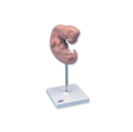 Žmogaus embriono modelis (4 savaičių, padidintas 25 kartus)