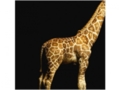 AP DIGITAL fototapetai 470035 Giraffe