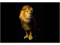AP DIGITAL fototapetai 470037 Lion