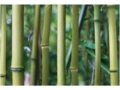 AP DIGITAL fototapetai 470137 Bamboo