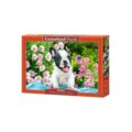 Castorland dėlionė  French Bulldog Puppy 500 det
