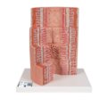 3B „ MICROanatomy ™“ virškinimo sistemos modelis, 20 kartų padidintas