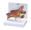 Arterijos modelis