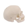 Atsarginė kaukolė su skylėmis A10, A12, A15, A15/2, A15/3 ir A15/3S skeletams