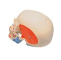 Atsarginė kaukolė/raumenys/skylės, skirtos A13/1 skeletams