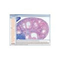 CD diskas su mikroskopiniais vaizdais C rinkiniui (700 vnt.)