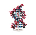Dešimties sluoksnių DNR modelis