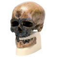 Homo Sapiens kaukolė (Cro-Magnon)