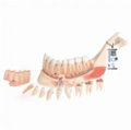 Išsamus apatinio žandikaulio modelis su 8 sugedusiais dantimis, nervais, kraujagyslėmis ir liaukomis, 19 dalių