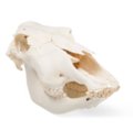 Karvės kaukolė (Bos taurus), be ragų, pavyzdys