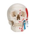 Klasikinis žmogaus kaukolės modelis, spalvotas, 3 dalys