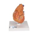 Klasikinis žmogaus širdies modelis su užkrūčio liauka, 3 dalys