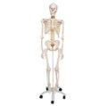 Lankstus žmogaus skeleto modelis 