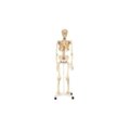 Natūralaus dydžio skeletas 160 cm