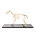 Šuns skeletas (Canis lupus familiaris), dydis L, lankstus, pavyzdys