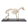 Šuns skeletas (Canis lupus familiaris), dydis M, pavyzdys