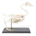 Žąsies skeletas (Anser anser domesticus), pavyzdys