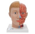 Žmogaus galvos modelis su kaklu, 4 dalys