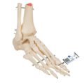Žmogaus pėdos ir kulkšnies kaulų struktūra, pritvirtinta prie vielos