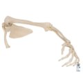 Žmogaus rankos kaulų modelis su mentikauliu ir raktikauliu