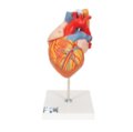 Žmogaus širdies modelis su stempe ir trachėja, 2x padidinta, 5 dalys