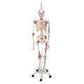 Žmogaus skeleto modelis 