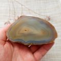 Agatas 446g