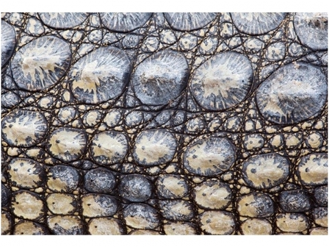 AP DIGITAL fototapetai 470098 Croco