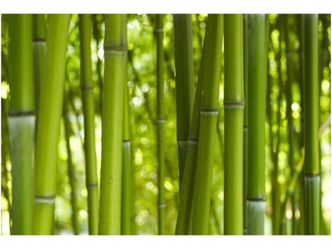XXL2 fototapetai 470322 M