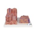 3B MICROanatomy ™ kepenų modelis