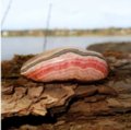 Rodochrozitas iš Argentinos